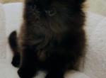 Persian female - Persian Kitten For Sale - Greenwood&comma; SC&comma; US