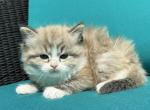 SIMON seal lynx mink bicolor cherubim ragdoll - Ragdoll Kitten For Sale - Bethlehem&comma; PA&comma; US