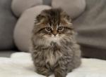 Doom the fluffiest - Scottish Fold Kitten For Sale - Celebration&comma; FL&comma; US