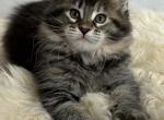 Maine Coon Kittens - Maine Coon Kitten For Sale - Newport&comma; ME&comma; US