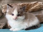 BECKETT  male seal bicolor mink cherubim ragdoll - Ragdoll Kitten For Sale - Bethlehem&comma; PA&comma; US