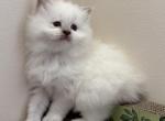 VEGA - Ragdoll Kitten For Sale - Bethlehem&comma; PA&comma; US