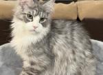 Peter - Maine Coon Kitten For Sale - Puyallup&comma; WA&comma; US