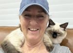 Dust Bunny - Munchkin Kitten For Sale - West Palm Beach&comma; FL&comma; US
