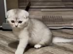 Sam - Scottish Fold Kitten For Sale - 
