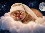 Cheeto ns minuet - Persian Kitten For Sale - Monroe&comma; NY&comma; US
