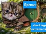 Sprout short legged minuet - Munchkin Kitten For Sale - 