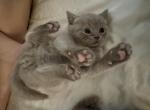 Lily - British Shorthair Kitten For Sale - Brooklyn&comma; NY&comma; US