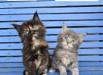 April 1st litter - Maine Coon Kitten For Sale - Middlefield&comma; OH&comma; US