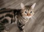 Stack - Domestic Cat For Adoption - Detroit&comma; MI&comma; US