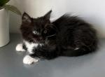 Kitty Boy mitted - Ragdoll Kitten For Sale - Westfield&comma; MA&comma; US