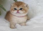 Princess - Scottish Fold Kitten For Sale - Vancouver&comma; WA&comma; US