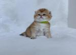 Hamster - Scottish Fold Kitten For Sale - 
