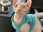 ELF male cat - Sphynx Kitten For Sale - Miami&comma; FL&comma; US
