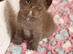 Jacob - British Shorthair Kitten For Sale - Los Angeles&comma; CA&comma; US
