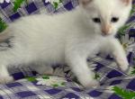 Ollow mix Ragdoll & Blue calico - Ragdoll Kitten For Sale - 