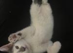 Cloudy - Domestic Kitten For Adoption - Glendale&comma; AZ&comma; US