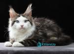 Danis - Maine Coon Kitten For Sale - Hollywood&comma; FL&comma; US