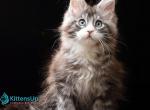 Kazanova - Maine Coon Kitten For Sale - Hollywood&comma; FL&comma; US