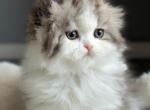 Ruby Rose - Scottish Fold Kitten For Sale - Staten Island&comma; NY&comma; US