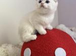 Fold white - Scottish Fold Kitten For Sale - 