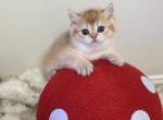Orange straight - Scottish Straight Kitten For Sale - 