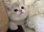 Gray straight - Scottish Straight Cat For Sale - 