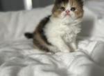 Cfa calico persian kitten - Persian Kitten For Sale - Woodburn&comma; IN&comma; US