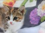 S'mores - Domestic Kitten For Sale - Barto&comma; PA&comma; US