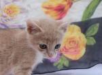 Sandy - Domestic Kitten For Sale - Barto&comma; PA&comma; US