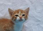Frisky - Domestic Kitten For Sale - Barto&comma; PA&comma; US