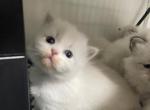 New litters on the way - Siberian Kitten For Sale - 