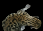 F3 Savannah Kittens - Savannah Kitten For Sale - Cedar Springs&comma; MI&comma; US