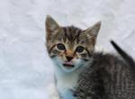 Shadow - Domestic Kitten For Sale - Barto&comma; PA&comma; US
