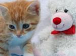 Copper - Domestic Kitten For Sale - Barto&comma; PA&comma; US