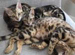 Bengal marbled - Bengal Kitten For Sale - Federal Way&comma; WA&comma; US