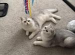 Mason - Scottish Straight Kitten For Sale - Shrewsbury&comma; MA&comma; US