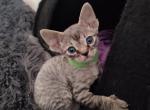 Devon Rex tabby - Devon Rex Kitten For Sale - Hollywood&comma; FL&comma; US