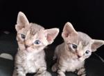 Devon Rex black tabby female - Devon Rex Kitten For Sale - Hollywood&comma; FL&comma; US
