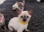 Devon Rex point color - Devon Rex Kitten For Sale - Hollywood&comma; FL&comma; US