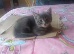 One all grey kitten - Domestic Kitten For Adoption - Lawrence&comma; MA&comma; US