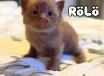 RoLo - British Shorthair Kitten For Sale - Elverson&comma; PA&comma; US