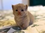 CoLA - Munchkin Kitten For Sale - Elverson&comma; PA&comma; US