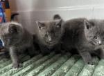 Blue Russians - Russian Blue Kitten For Sale - Riverside&comma; CA&comma; US
