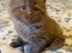 KoKo - British Shorthair Kitten For Sale - Elverson&comma; PA&comma; US