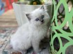 Sassy - Ragdoll Kitten For Sale - New Smyrna&comma; FL&comma; US