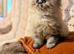 Totally Cute CFA Registered Himalayan - Himalayan Kitten For Sale - 