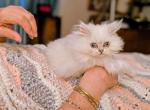 Loving CFA Registered Blue Point - Persian Kitten For Sale - Perry&comma; FL&comma; US
