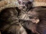 Sansa - Maine Coon Kitten For Sale - Bechtelsville&comma; PA&comma; US