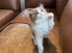 Looker - Ragdoll Kitten For Sale - San Diego&comma; CA&comma; US